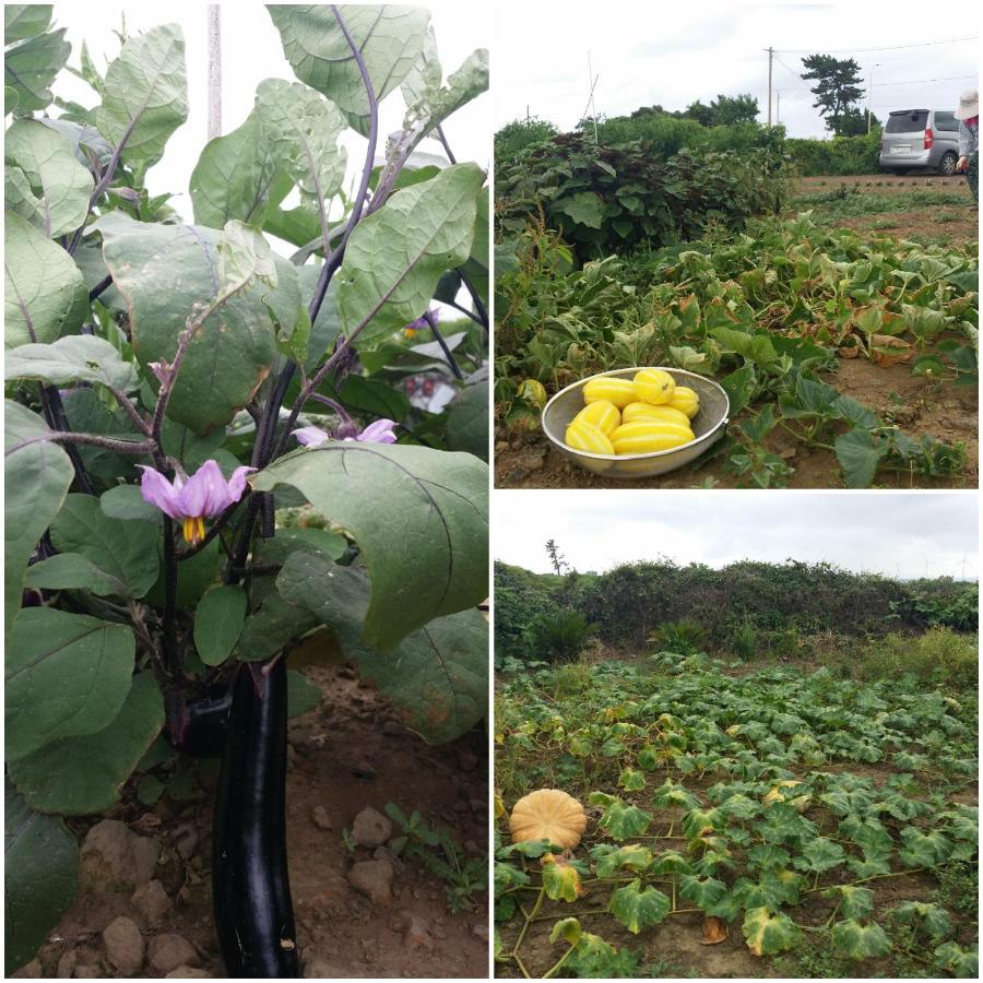 Jeju Again Olle Pension المظهر الخارجي الصورة